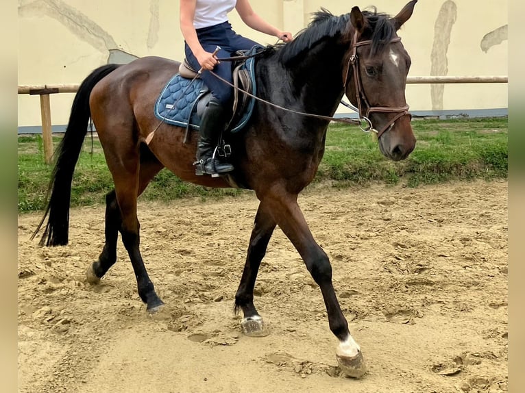 Hannoveraner Wallach 4 Jahre 168 cm Dunkelbrauner in Braunschweig