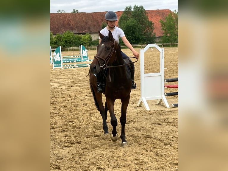 Hannoveraner Wallach 4 Jahre 168 cm Dunkelbrauner in Braunschweig