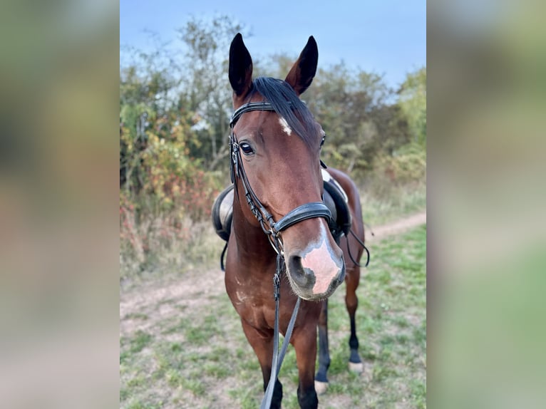 Hannoveraner Wallach 4 Jahre 168 cm Dunkelbrauner in Trautskirchen