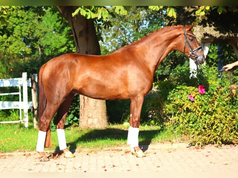 Hannoveraner Wallach 4 Jahre 168 cm Dunkelfuchs in Selsingen