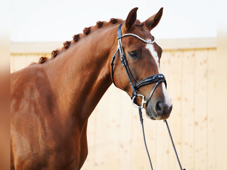 Hannoveraner Wallach 4 Jahre 168 cm Fuchs in Hohenfelde