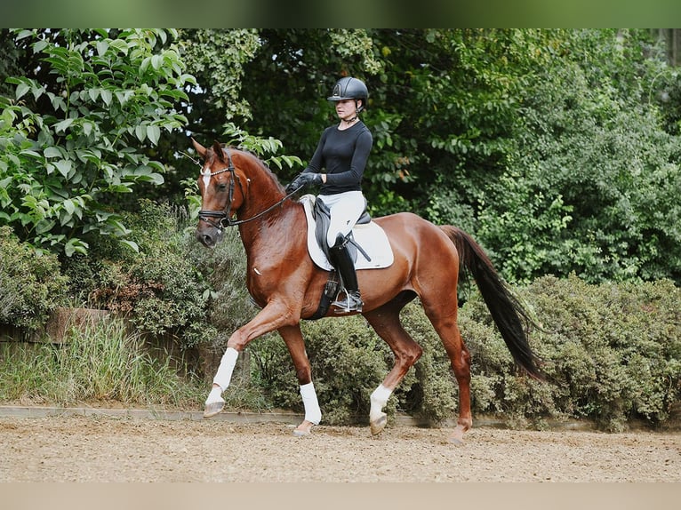 Hannoveraner Wallach 4 Jahre 168 cm Fuchs in Riedstadt