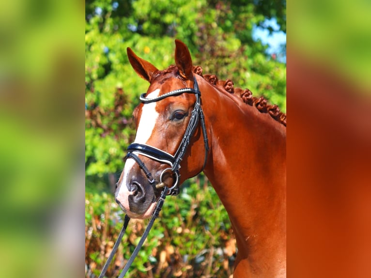 Hannoveraner Wallach 4 Jahre 168 cm Fuchs in Selsingen