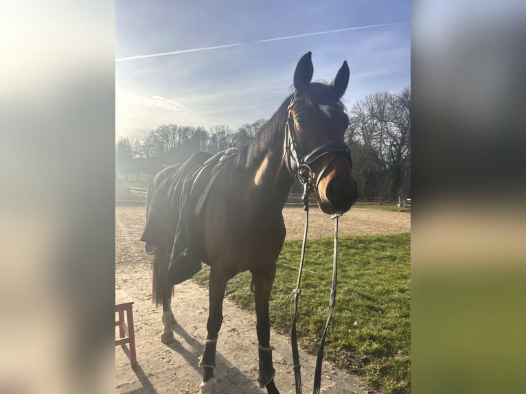 Hannoveraner Wallach 4 Jahre 168 cm Fuchs in Rosdorf