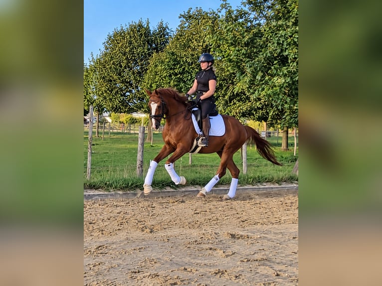 Hannoveraner Wallach 4 Jahre 168 cm Fuchs in Krefeld