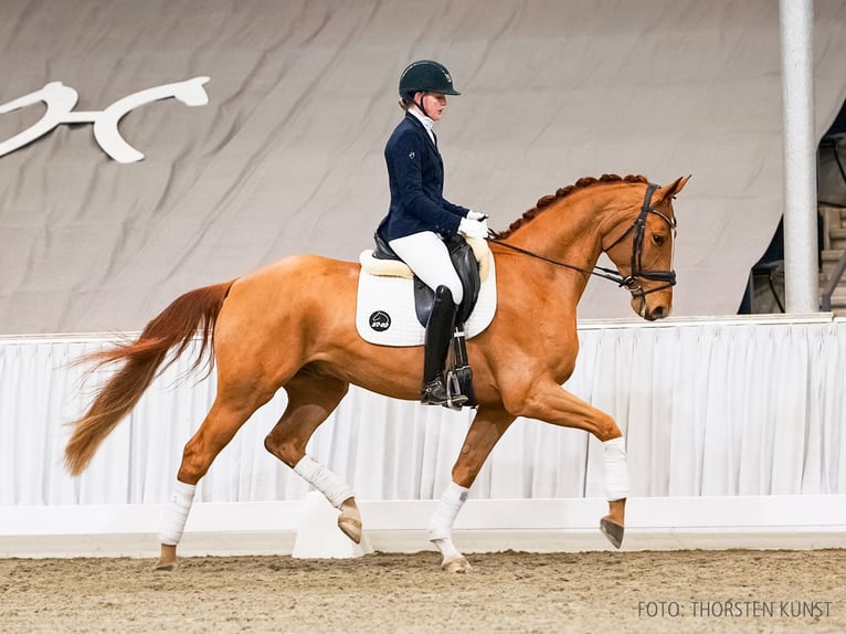 Hannoveraner Wallach 4 Jahre 168 cm Fuchs in Verden