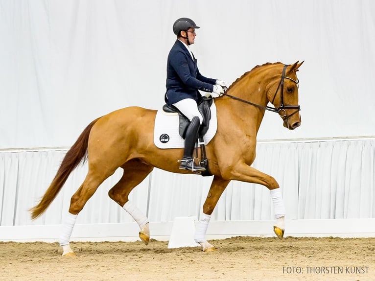 Hannoveraner Wallach 4 Jahre 168 cm Fuchs in Verden