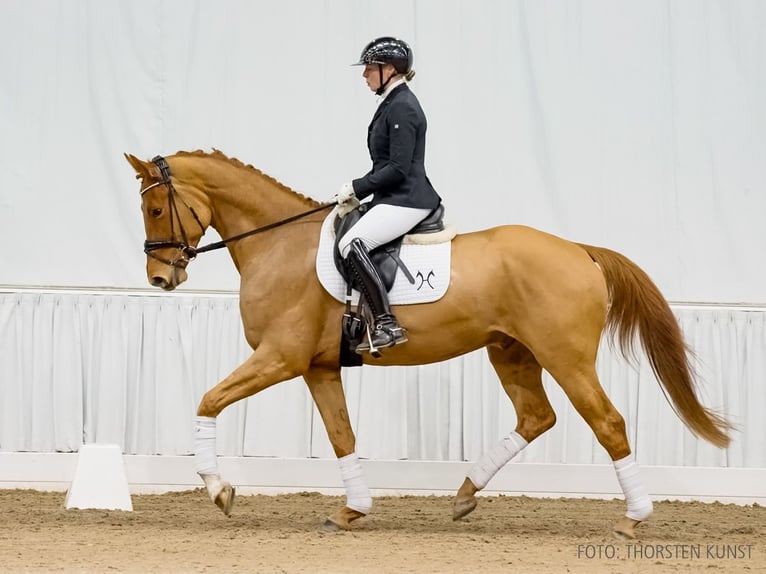 Hannoveraner Wallach 4 Jahre 168 cm Fuchs in Verden