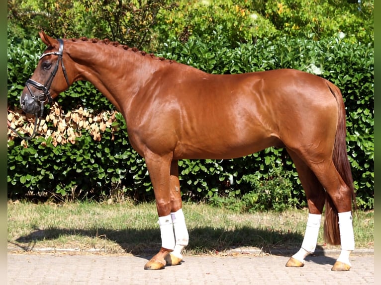 Hannoveraner Wallach 4 Jahre 168 cm Fuchs in Selsingen