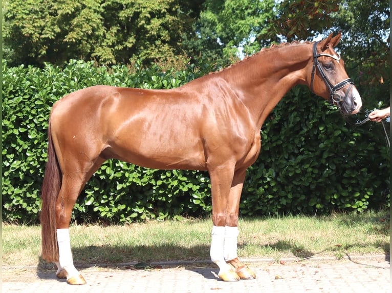 Hannoveraner Wallach 4 Jahre 168 cm Fuchs in Selsingen