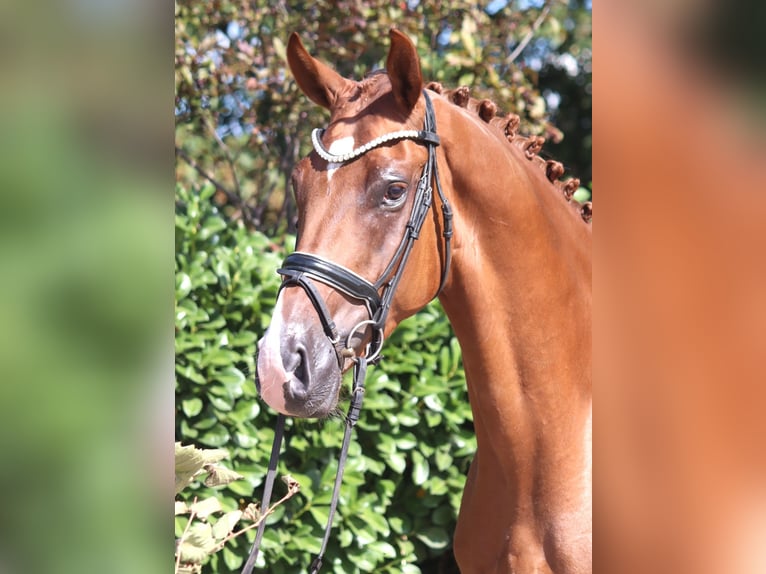 Hannoveraner Wallach 4 Jahre 168 cm Fuchs in Selsingen