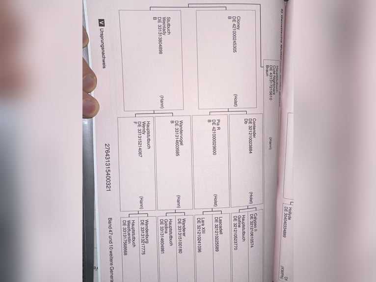 Hannoveraner Wallach 4 Jahre 168 cm Fuchs in Gütersloh