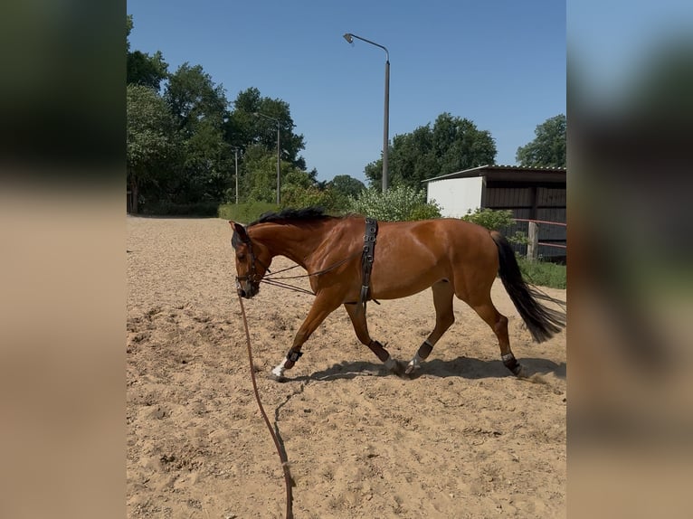 Hannoveraner Wallach 4 Jahre 168 cm Hellbrauner in Kremmen