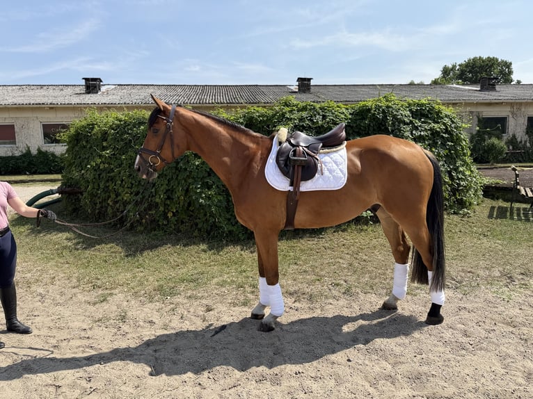 Hannoveraner Wallach 4 Jahre 168 cm Hellbrauner in Kremmen