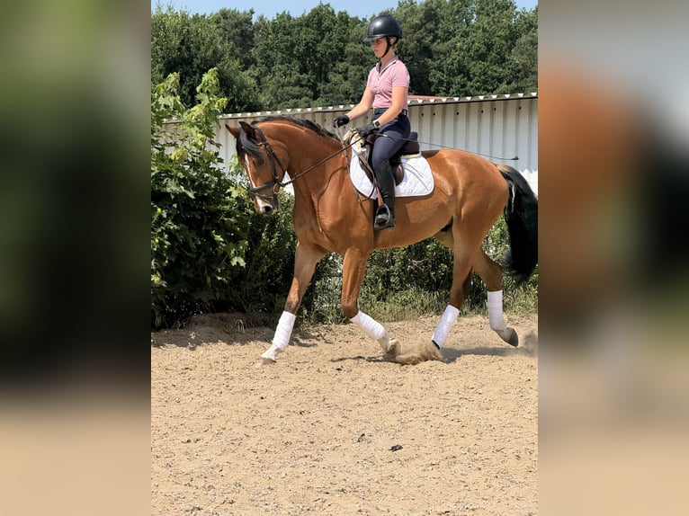 Hannoveraner Wallach 4 Jahre 168 cm Hellbrauner in Kremmen