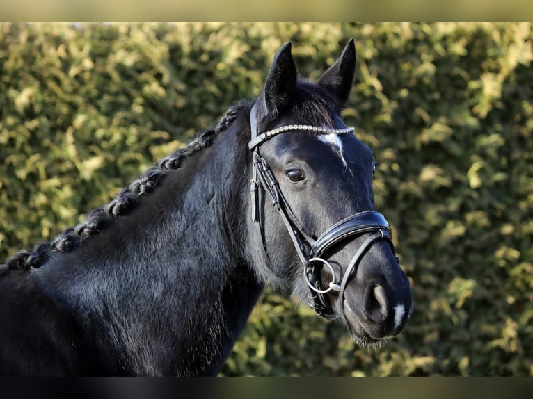 Hannoveraner Wallach 4 Jahre 168 cm Rappe in Altenstadt