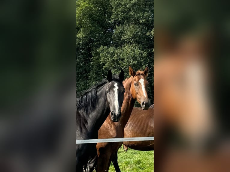 Hannoveraner Wallach 4 Jahre 168 cm Rappe in Borstel