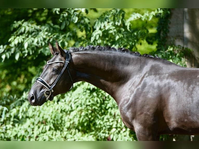 Hannoveraner Wallach 4 Jahre 168 cm Rappe in D&#xF6;tlingen
