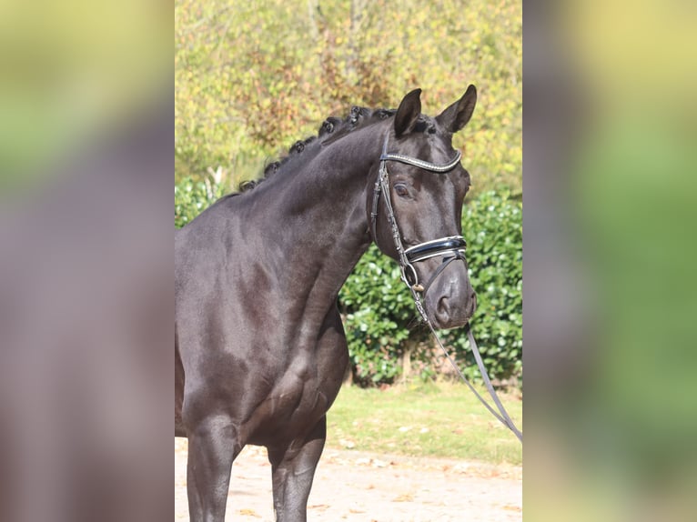 Hannoveraner Wallach 4 Jahre 168 cm Rappe in Selsingen