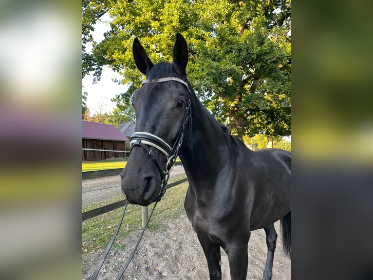 Hannoveraner Wallach 4 Jahre 168 cm Rappe in Visselhövede Hannoveraner Wallach 4 Jahre 168 cm Rappe in Visselhövede