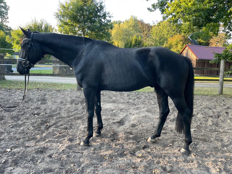 Hannoveraner Wallach 4 Jahre 168 cm Rappe in Visselhövede Hannoveraner Wallach 4 Jahre 168 cm Rappe in Visselhövede