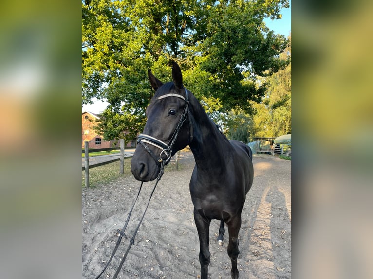 Hannoveraner Wallach 4 Jahre 168 cm Rappe in Visselhövede Hannoveraner Wallach 4 Jahre 168 cm Rappe in Visselhövede