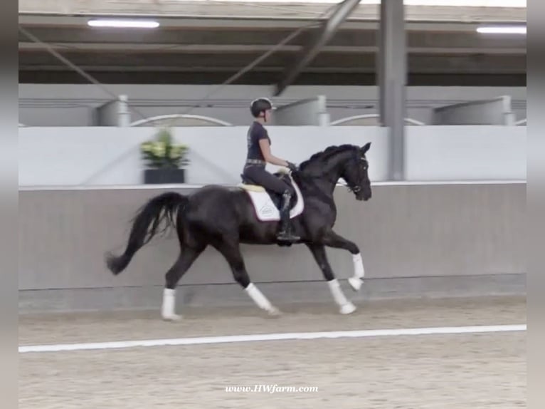 Hannoveraner Wallach 4 Jahre 168 cm Rappe in Greven