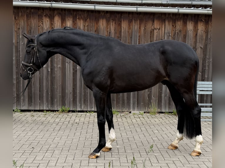Hannoveraner Wallach 4 Jahre 168 cm Rappe in Ihlienworth