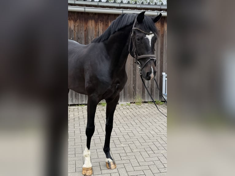 Hannoveraner Wallach 4 Jahre 168 cm Rappe in Ihlienworth