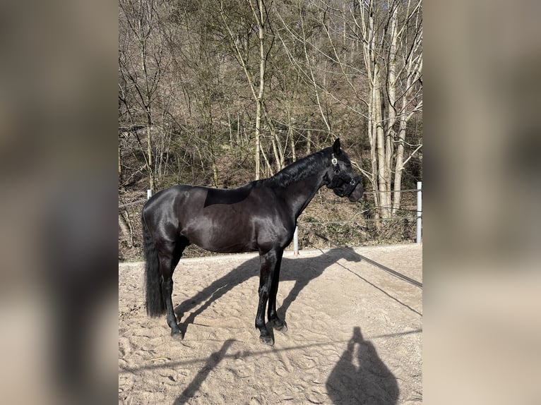Hannoveraner Wallach 4 Jahre 168 cm Rappe in Neuwied