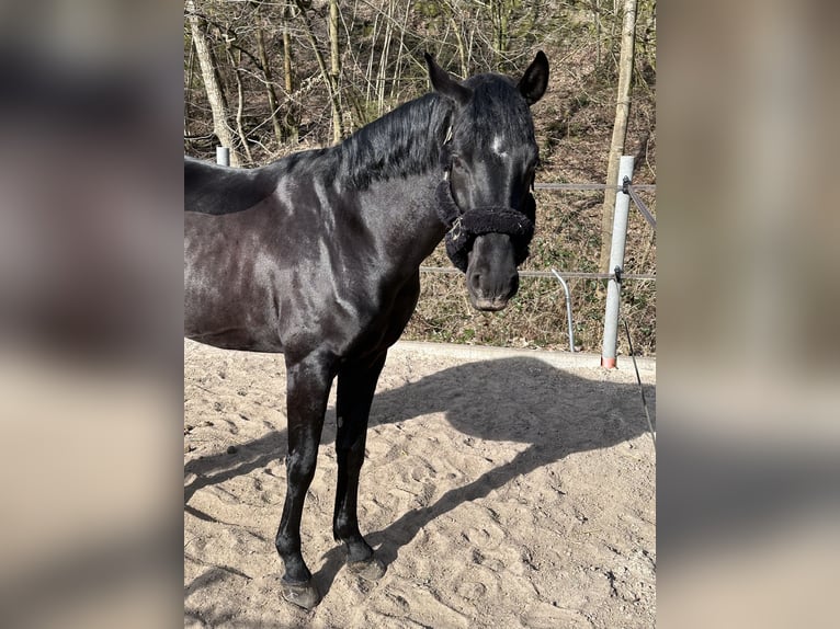 Hannoveraner Wallach 4 Jahre 168 cm Rappe in Neuwied