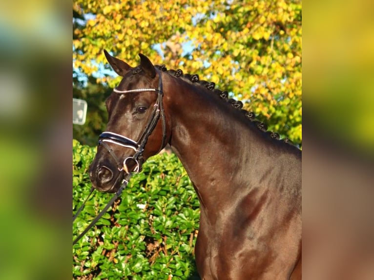 Hannoveraner Wallach 4 Jahre 168 cm Rappe in Selsingen