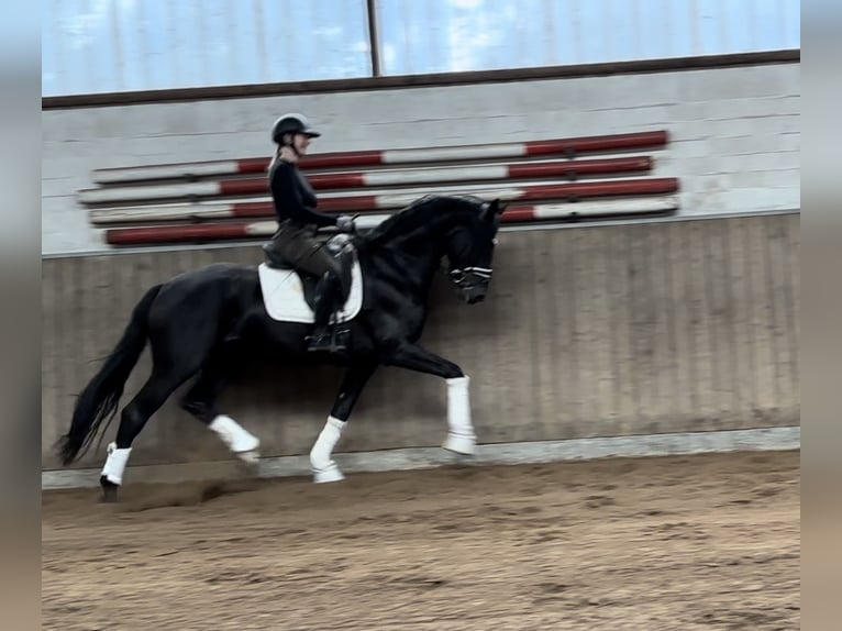 Hannoveraner Wallach 4 Jahre 168 cm Rappe in Verden (Aller)