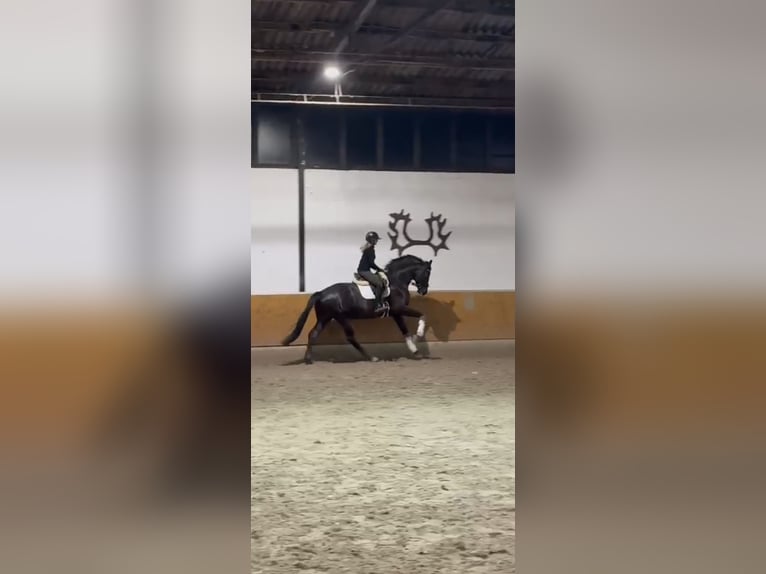 Hannoveraner Wallach 4 Jahre 168 cm Rappe in Willich