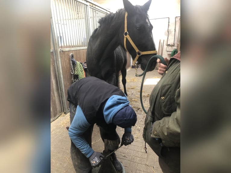 Hannoveraner Wallach 4 Jahre 168 cm Rappe in Edingen-Neckarhausen