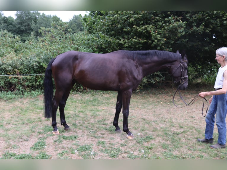 Hannoveraner Wallach 4 Jahre 168 cm Rappe in Borgholzhausen