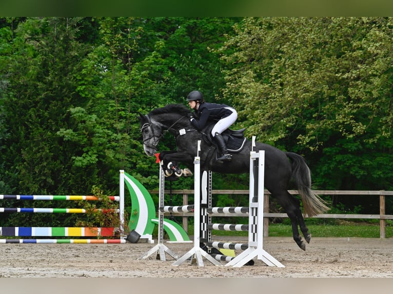 Hannoveraner Wallach 4 Jahre 168 cm Rappschimmel in Northeim