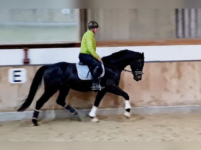 Hannoveraner Wallach 4 Jahre 168 cm Schwarzbrauner in Böheimkirchen