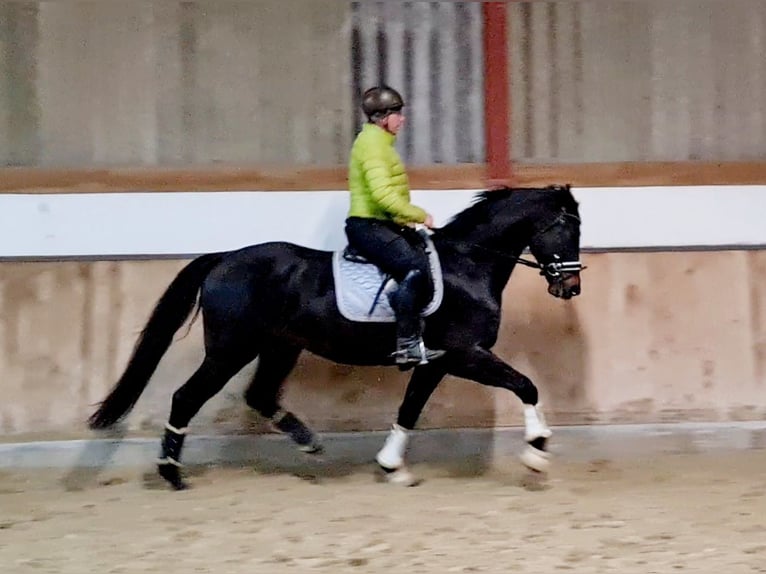 Hannoveraner Wallach 4 Jahre 168 cm Schwarzbrauner in Böheimkirchen