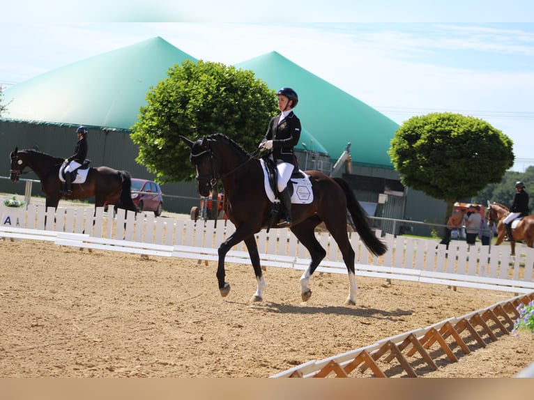 Hannoveraner Wallach 4 Jahre 168 cm Schwarzbrauner in Wendorf