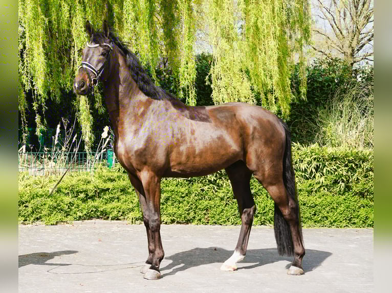 Hannoveraner Wallach 4 Jahre 169 cm Brauner in Coesfeld