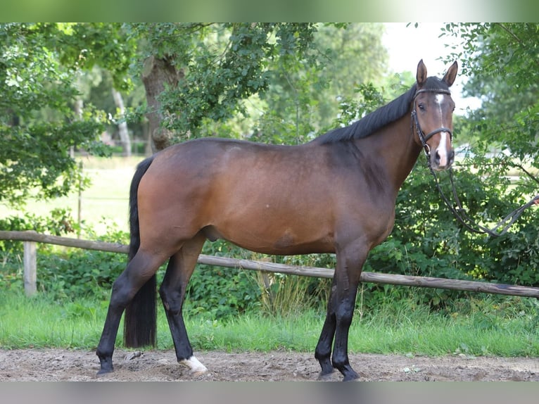 Hannoveraner Wallach 4 Jahre 169 cm Brauner in Bötersen