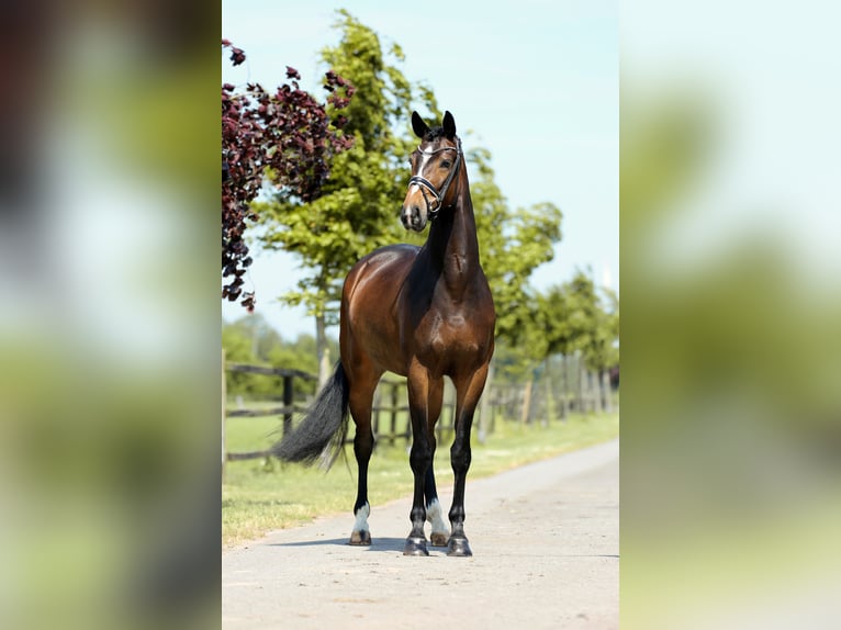 Hannoveraner Wallach 4 Jahre 169 cm Brauner in Diepholz