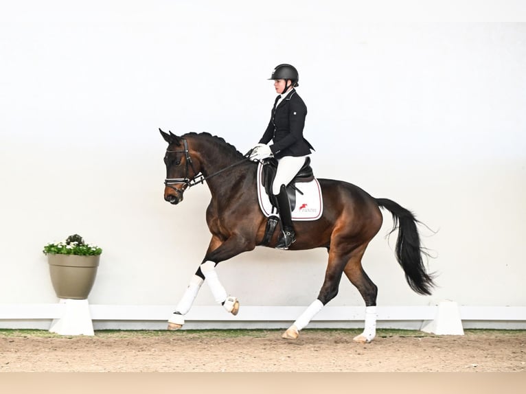 Hannoveraner Wallach 4 Jahre 169 cm Brauner in Saerbeck