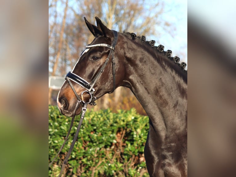 Hannoveraner Wallach 4 Jahre 169 cm Brauner in Selsingen