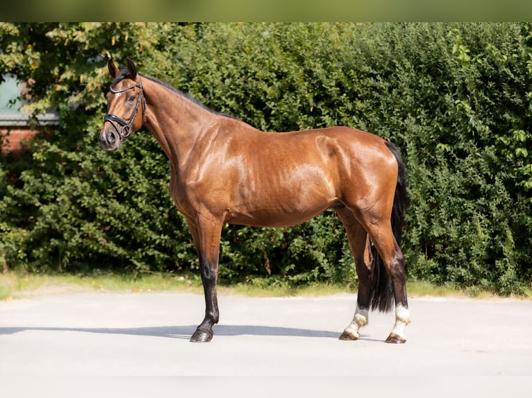 Hannoveraner Wallach 4 Jahre 169 cm Brauner in Braunschweig