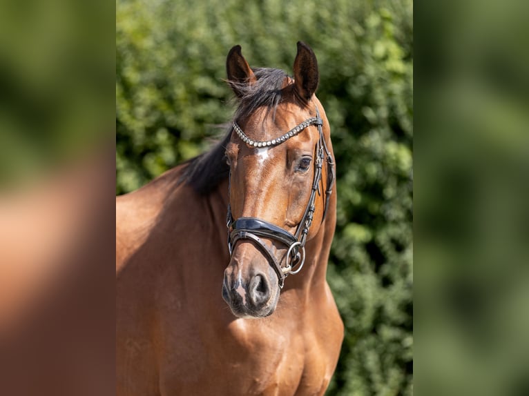 Hannoveraner Wallach 4 Jahre 169 cm Brauner in Braunschweig