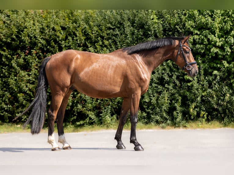 Hannoveraner Wallach 4 Jahre 169 cm Brauner in Braunschweig