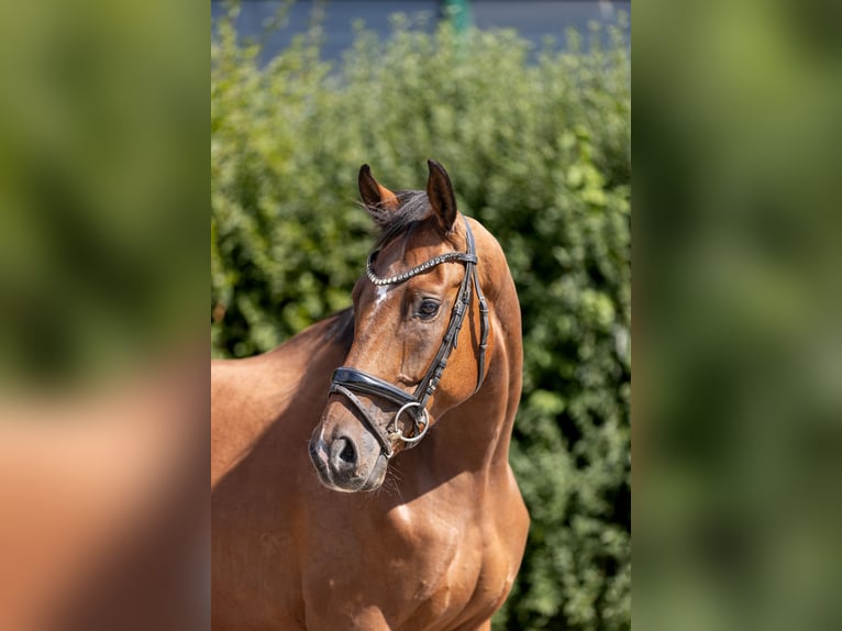 Hannoveraner Wallach 4 Jahre 169 cm Brauner in Braunschweig