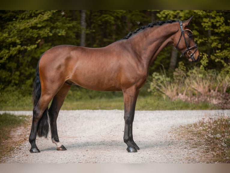 Hannoveraner Wallach 4 Jahre 169 cm Brauner in Wehringen